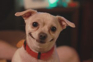 cachorrinho feliz